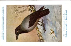 Hvogels_013 Bonte Kraai / Hooded Crow – Nº 202 – (KBIN / IRSNB)