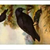 Zwarte Kraai / Carrion Crow – Nº 203 – (KBIN / IRSNB)
