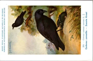 Hvogels_014 Zwarte Kraai / Carrion Crow – Nº 203 – (KBIN / IRSNB)