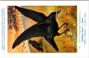 Hvogels_015 Roek / Rook – Nº 204 – (KBIN / IRSNB)