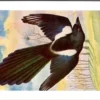 Hvogels_016 Gallische Ekster / Azure-winged Magpie – Nº 206 – (KBIN / IRSNB)