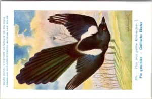 Hvogels_016 Gallische Ekster / Azure-winged Magpie – Nº 206 – (KBIN / IRSNB)