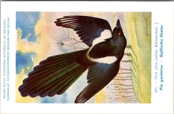 Hvogels_016 Gallische Ekster / Azure-winged Magpie – Nº 206 – (KBIN / IRSNB)