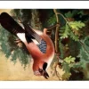 Eikelgaai / Eurasian jay – Nº 208 – (KBIN / IRSNB)