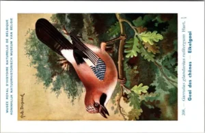 Hvogels_018 Eikelgaai / Eurasian jay – Nº 208 – (KBIN / IRSNB)