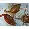 Bruine Ibis / Glossy Ibis – Nº 209 – (KBIN / IRSNB)