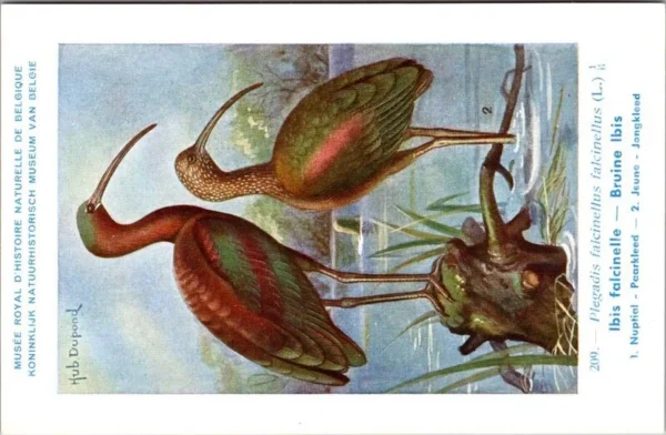 Bruine Ibis / Glossy Ibis – Nº 209 – (KBIN / IRSNB)