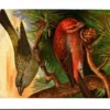 Ivogels_001 Dennenkruisbek / Red Crossbill – Nº 145 – (KBIN / IRSNB)