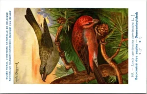 Dennenkruisbek / Red Crossbill – Nº 145 – (KBIN / IRSNB)
