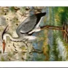 Ivogels_002 Blauwe Reiger / Grey Heron – Nº 210 – (KBIN / IRSNB)