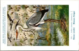 Blauwe Reiger / Grey Heron – Nº 210 – (KBIN / IRSNB)