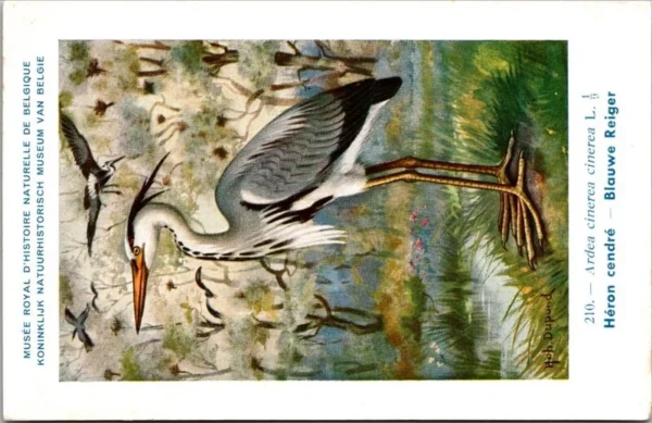Ivogels_002 Blauwe Reiger / Grey Heron – Nº 210 – (KBIN / IRSNB)