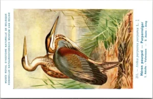 Purperreiger / Purple Heron – Nº 211 – (KBIN / IRSNB)