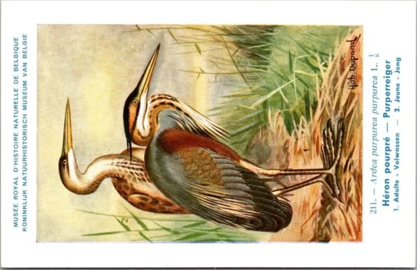 Ivogels_003 Purperreiger / Purple Heron – Nº 211 – (KBIN / IRSNB)