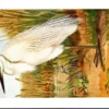 Groote Zilverreiger / Great Egret – Nº 212 – (KBIN / IRSNB)