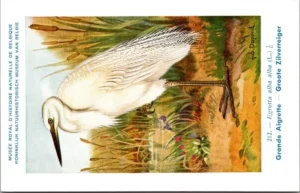 Groote Zilverreiger / Great Egret – Nº 212 – (KBIN / IRSNB)