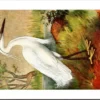 Ivogels_005 Kleine Zilverreiger / Little Egret – Nº 213 – (KBIN / IRSNB)