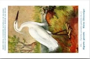 Kleine Zilverreiger / Little Egret – Nº 213 – (KBIN / IRSNB)