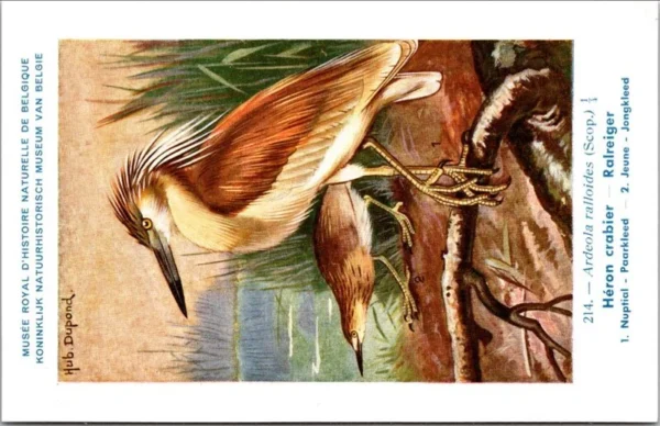 Ivogels_006 Ralreiger / Squacco Heron – Nº 214 – (KBIN / IRSNB)