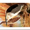 Nachtreiger / Black-crowned Night Heron – Nº 215 – (KBIN / IRSNB)