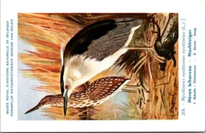 Ivogels_007 Nachtreiger / Black-crowned Night Heron – Nº 215 – (KBIN / IRSNB)