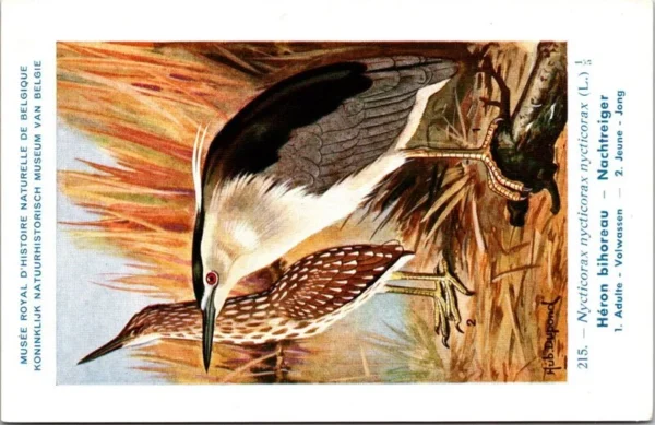Nachtreiger / Black-crowned Night Heron – Nº 215 – (KBIN / IRSNB)