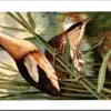 Ivogels_008 Kleine Roerdomp / Little Bittern – Nº 216 – (KBIN / IRSNB)