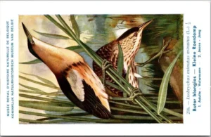 Ivogels_008 Kleine Roerdomp / Little Bittern – Nº 216 – (KBIN / IRSNB)