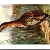 Ivogels_009 Roerdomp / Eurasian Bittern – Nº 217 – (KBIN / IRSNB)