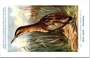 Ivogels_009 Roerdomp / Eurasian Bittern – Nº 217 – (KBIN / IRSNB)