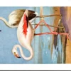 Ivogels_010 Roze Steltzwaan / Greater Flamingo – Nº 218 – (KBIN / IRSNB)