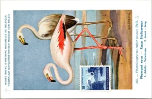 Ivogels_011 Roze Steltzwaan / Greater Flamingo (stamp) – Nº 218 – (KBIN / IRSNB)