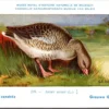 Ivogels_012 Grauwe Gans / Greylag Goose – Nº 219 – (KBIN / IRSNB)