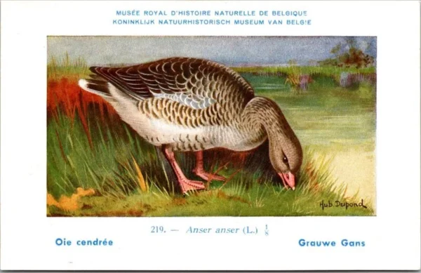 Ivogels_012 Grauwe Gans / Greylag Goose – Nº 219 – (KBIN / IRSNB)