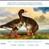 Ivogels_013 Kolgans / Greater White-fronted Goose – Nº 220 – (KBIN / IRSNB)