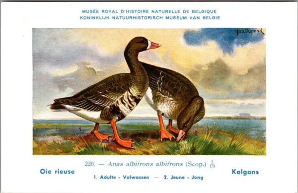 Ivogels_013 Kolgans / Greater White-fronted Goose – Nº 220 – (KBIN / IRSNB)