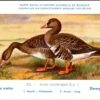 Ivogels_014 Dwerggans / Lesser White-fronted Goose – Nº 221 – (KBIN / IRSNB)