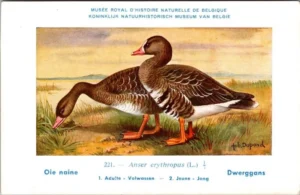 Ivogels_014 Dwerggans / Lesser White-fronted Goose – Nº 221 – (KBIN / IRSNB)