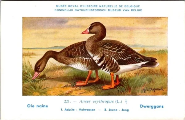 Ivogels_014 Dwerggans / Lesser White-fronted Goose – Nº 221 – (KBIN / IRSNB)