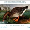 Rietgans / Bean Goose – Nº 222 – (KBIN / IRSNB)
