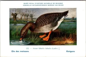 Ivogels_015 Rietgans / Bean Goose – Nº 222 – (KBIN / IRSNB)