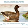 Kleine Rietgans / Pink-footed Goose – Nº 223 – (KBIN / IRSNB)
