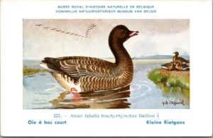 Jvogels_001 Kleine Rietgans / Pink-footed Goose – Nº 223 – (KBIN / IRSNB)