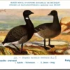Jvogels_002 Rotgans / Brent Goose – Nº 224 – (KBIN / IRSNB)