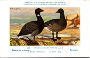 Jvogels_002 Rotgans / Brent Goose – Nº 224 – (KBIN / IRSNB)