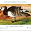 Jvogels_003 Brandgans / Brent Goose – Nº 225 – (KBIN / IRSNB)