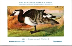 Jvogels_003 Brandgans / Brent Goose – Nº 225 – (KBIN / IRSNB)