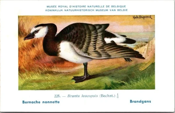 Jvogels_003 Brandgans / Brent Goose – Nº 225 – (KBIN / IRSNB)