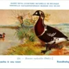 Jvogels_004 Roodhalsgans / Red-breasted Goose – Nº 226 – (KBIN / IRSNB)