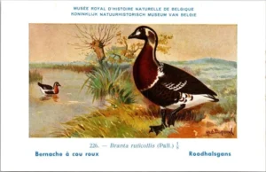Jvogels_004 Roodhalsgans / Red-breasted Goose – Nº 226 – (KBIN / IRSNB)